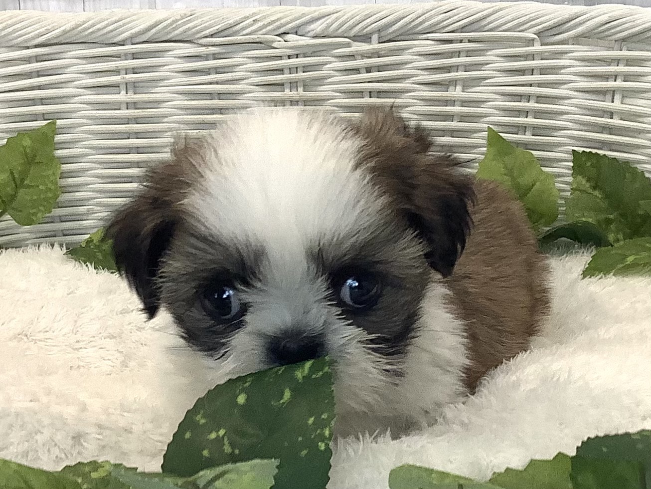 神奈川県のシーズー (マルエスペット相模大野店/2025年11月20日生まれ/女の子/ゴールドホワイト)の子犬の1枚目の画像