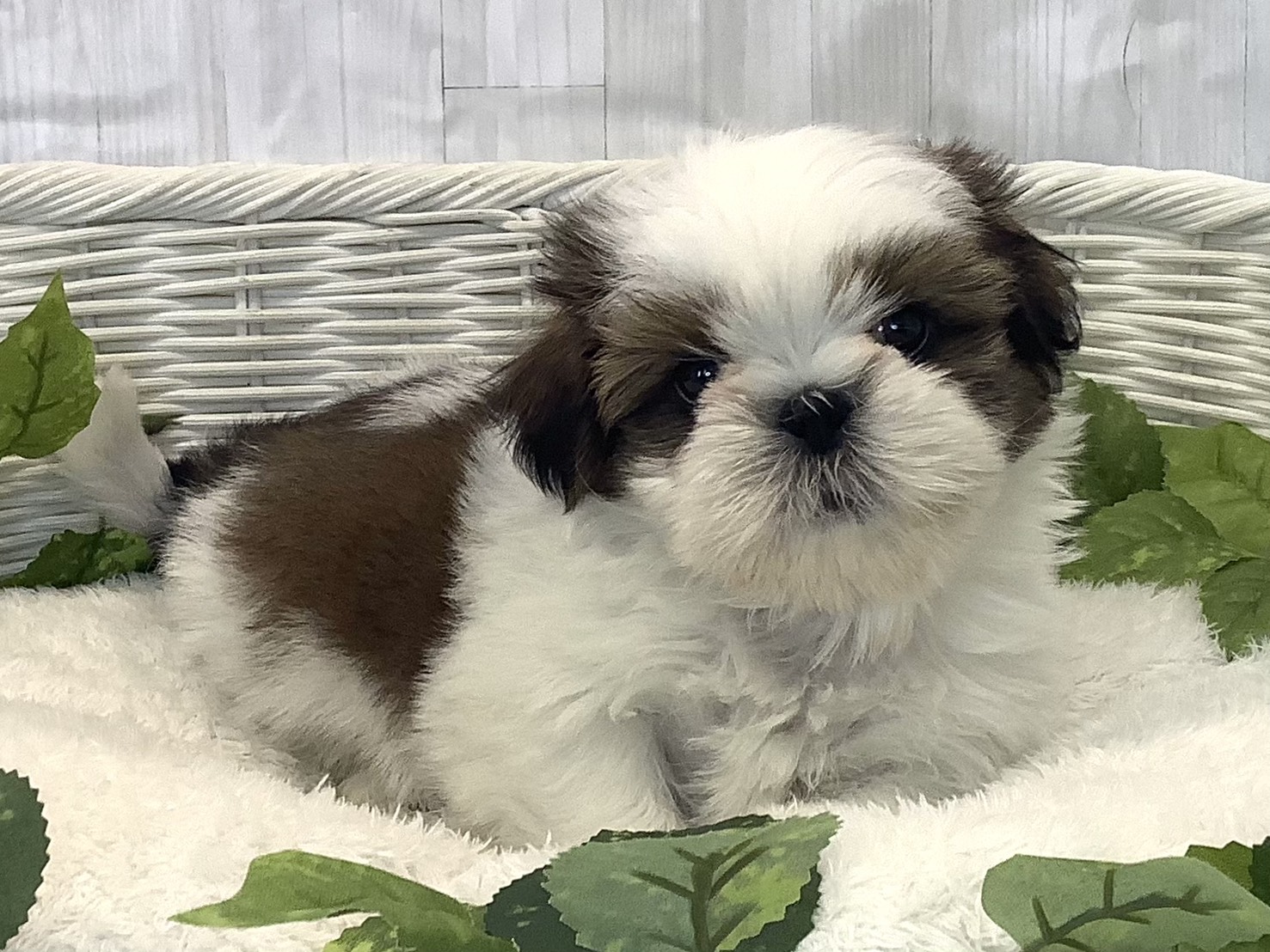 広島県のシーズー (マルエスペット広島段原ショッピングセンター店/2025年11月20日生まれ/男の子/ゴールドホワイト)の子犬の2枚目の画像