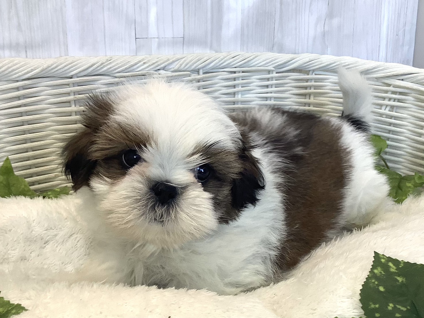 広島県のシーズー (マルエスペット広島段原ショッピングセンター店/2025年11月20日生まれ/男の子/ゴールドホワイト)の子犬の3枚目の画像