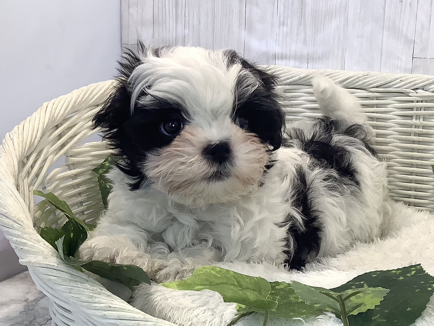 千葉県のマルズー/マルシーズ(マルチーズ×シーズー) (マルエスペット千鳥町店/2025年11月20日生まれ/男の子/ホワイトブラック)の子犬の3枚目の画像