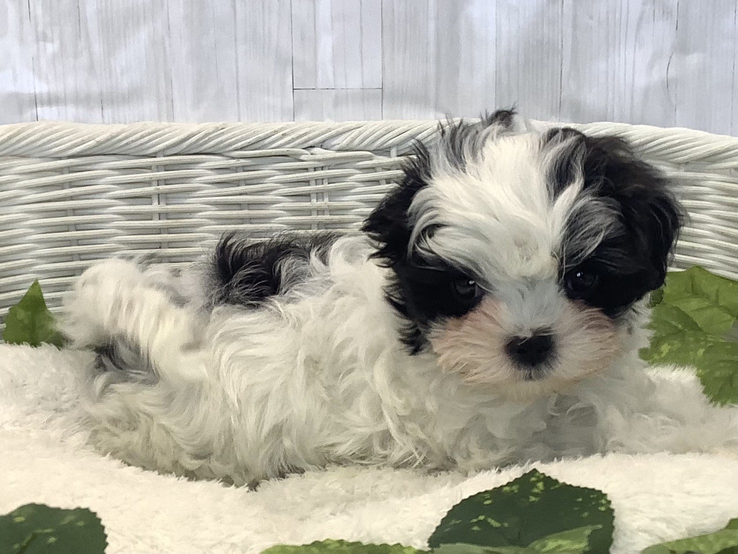 千葉県のマルズー/マルシーズ(マルチーズ×シーズー) (マルエスペット千鳥町店/2025年11月20日生まれ/男の子/ホワイトブラック)の子犬の2枚目の画像