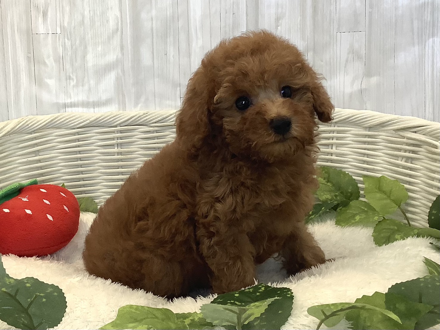 愛知県のトイプードル(トイ) (ペッツワン岡崎美合店/2025年11月23日生まれ/女の子/レッド)の子犬の2枚目の画像