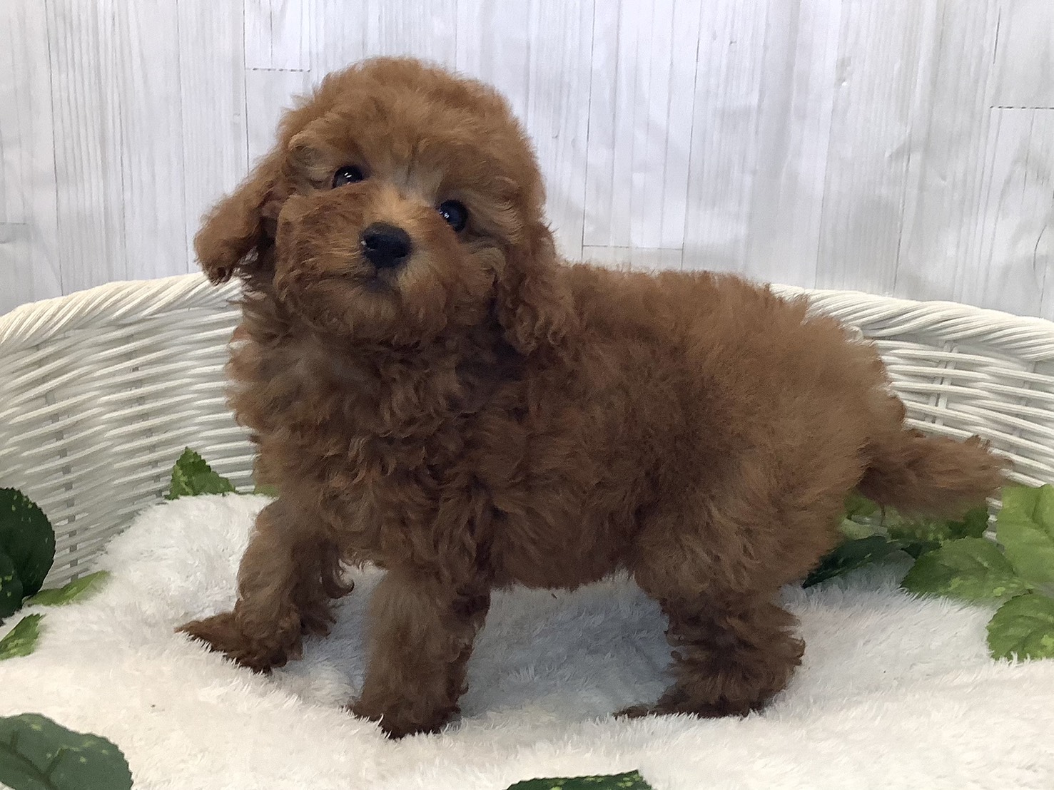 愛知県のトイプードル(トイ) (ペッツワン岡崎美合店/2025年11月23日生まれ/女の子/レッド)の子犬の3枚目の画像