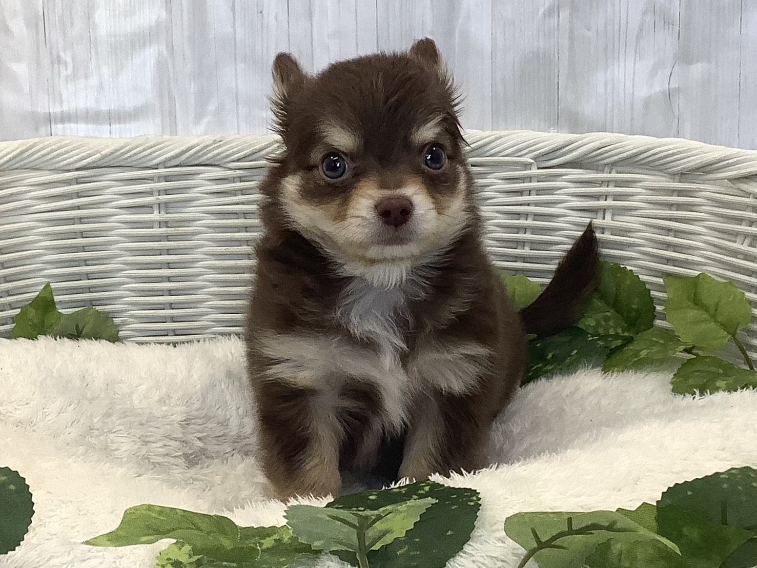 静岡県のチワワ(ロング) (マルエスペットホームアシスト店/2025年11月24日生まれ/男の子/チョコレートクリーム/ホワイト)の子犬の1枚目の画像