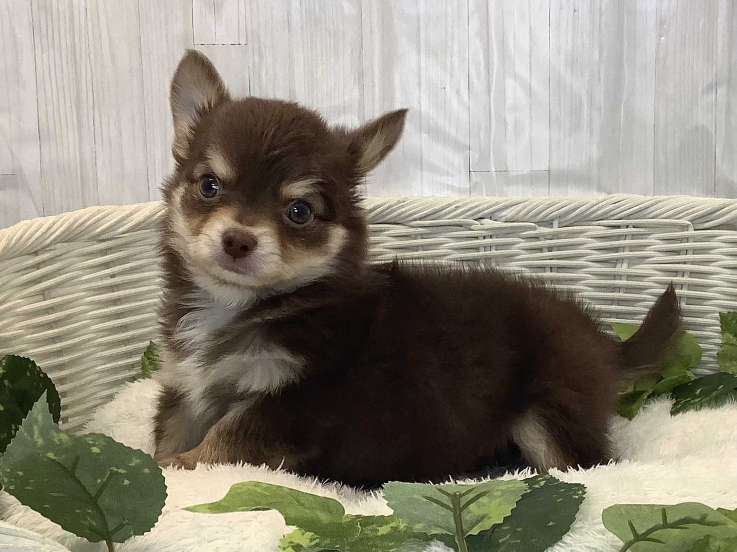 静岡県のチワワ(ロング) (マルエスペットホームアシスト店/2025年11月24日生まれ/男の子/チョコレートクリーム/ホワイト)の子犬の3枚目の画像