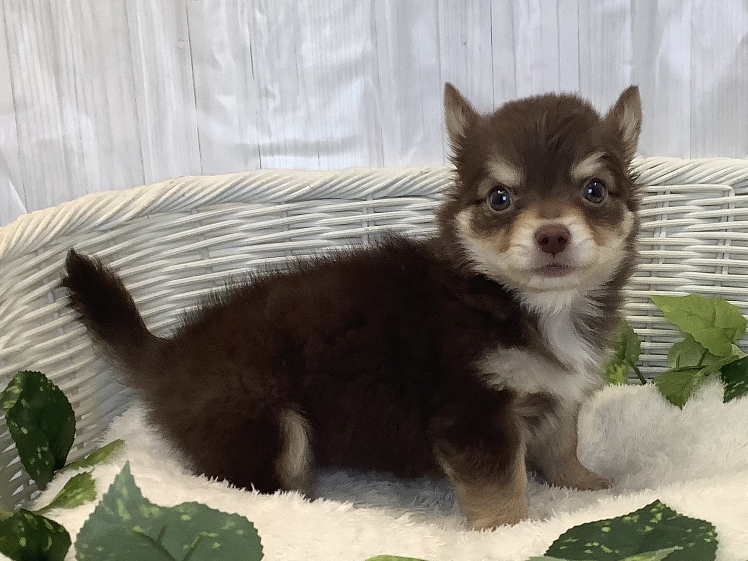 静岡県のチワワ(ロング) (マルエスペットホームアシスト店/2025年11月24日生まれ/男の子/チョコレートクリーム/ホワイト)の子犬の2枚目の画像