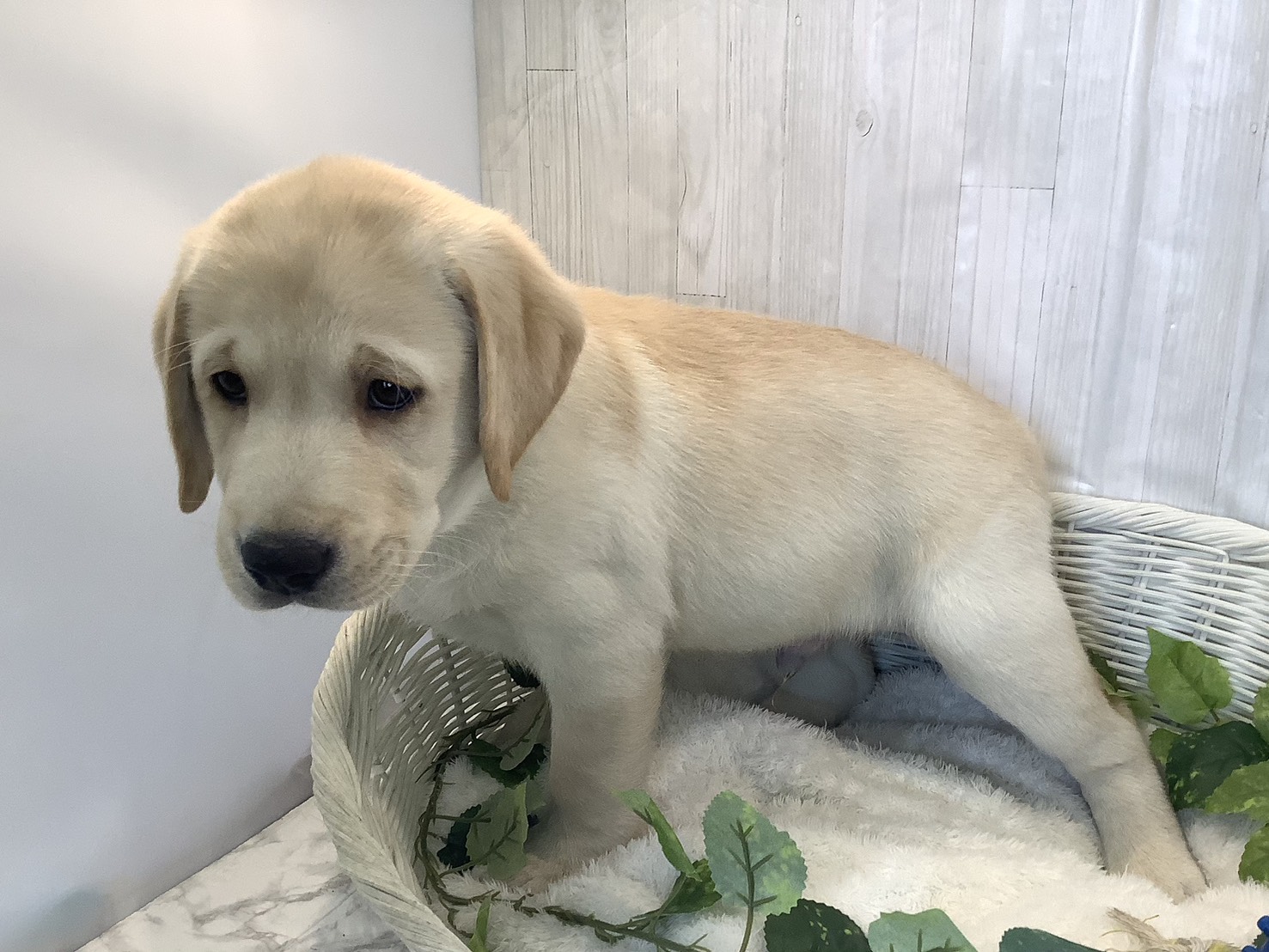 静岡県のラブラドールレトリーバー (マルエスペット富士店/2025年11月22日生まれ/男の子/イエロー)の子犬の3枚目の画像