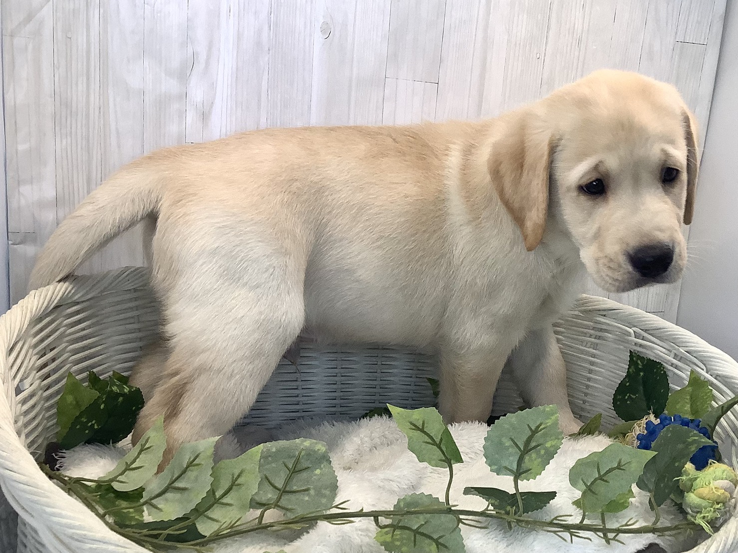 静岡県のラブラドールレトリーバー (マルエスペット富士店/2025年11月22日生まれ/男の子/イエロー)の子犬の2枚目の画像