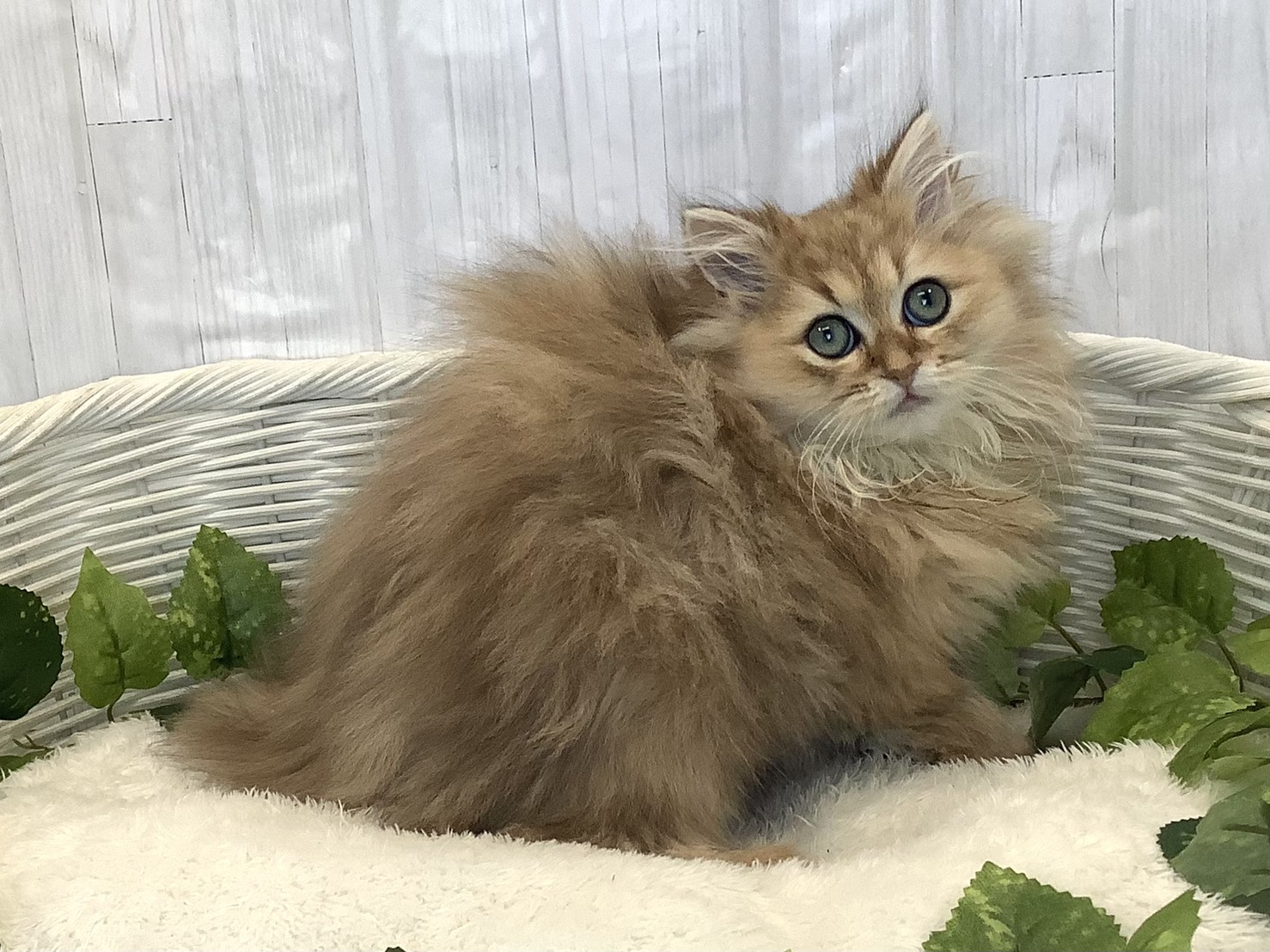 静岡県のペルシャ (マルエスペットホームアシスト店/2025年10月15日生まれ/女の子/チンチラゴールデン)の子猫の2枚目の画像