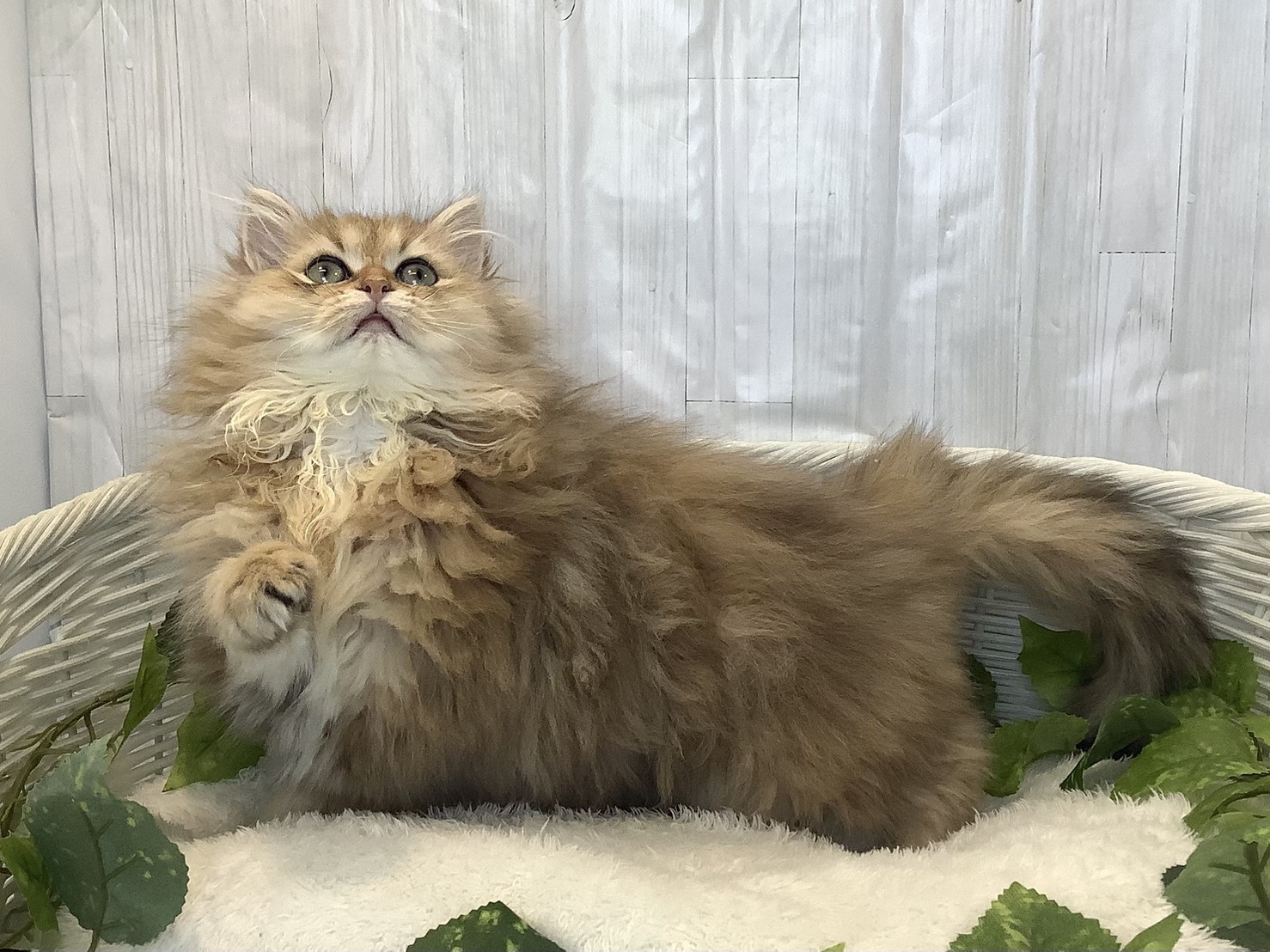 静岡県のペルシャ (マルエスペットホームアシスト店/2025年10月15日生まれ/女の子/チンチラゴールデン)の子猫の3枚目の画像