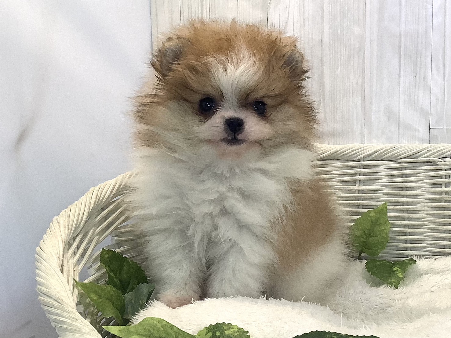 奈良県のポメラニアン (マルエスペット 奈良店/2025年11月23日生まれ/男の子/パーティーカラー)の子犬の3枚目の画像