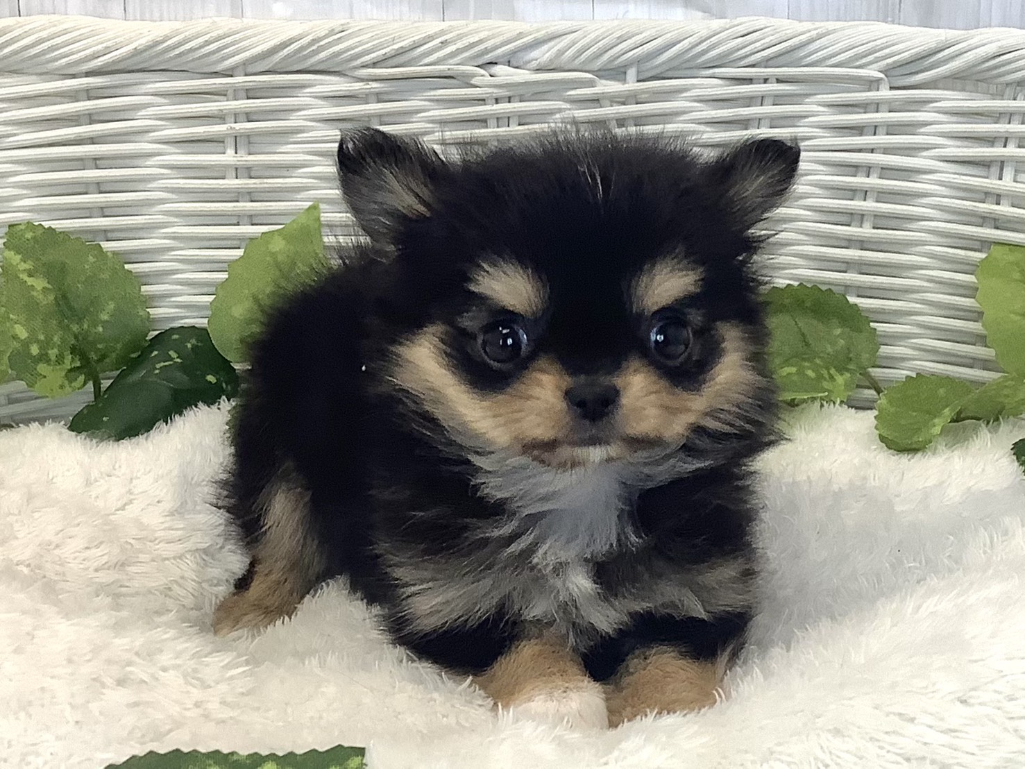 奈良県のチワワ(ロング) (マルエスペット 富雄店/2025年11月16日生まれ/女の子/ブラックタンホワイト)の子犬の1枚目の画像
