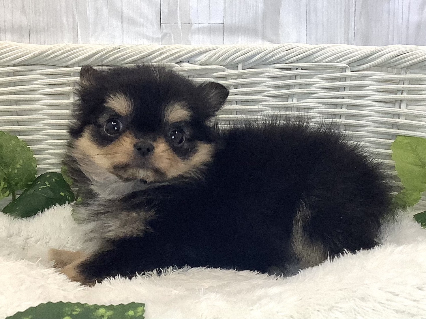 奈良県のチワワ(ロング) (マルエスペット 富雄店/2025年11月16日生まれ/女の子/ブラックタンホワイト)の子犬の3枚目の画像