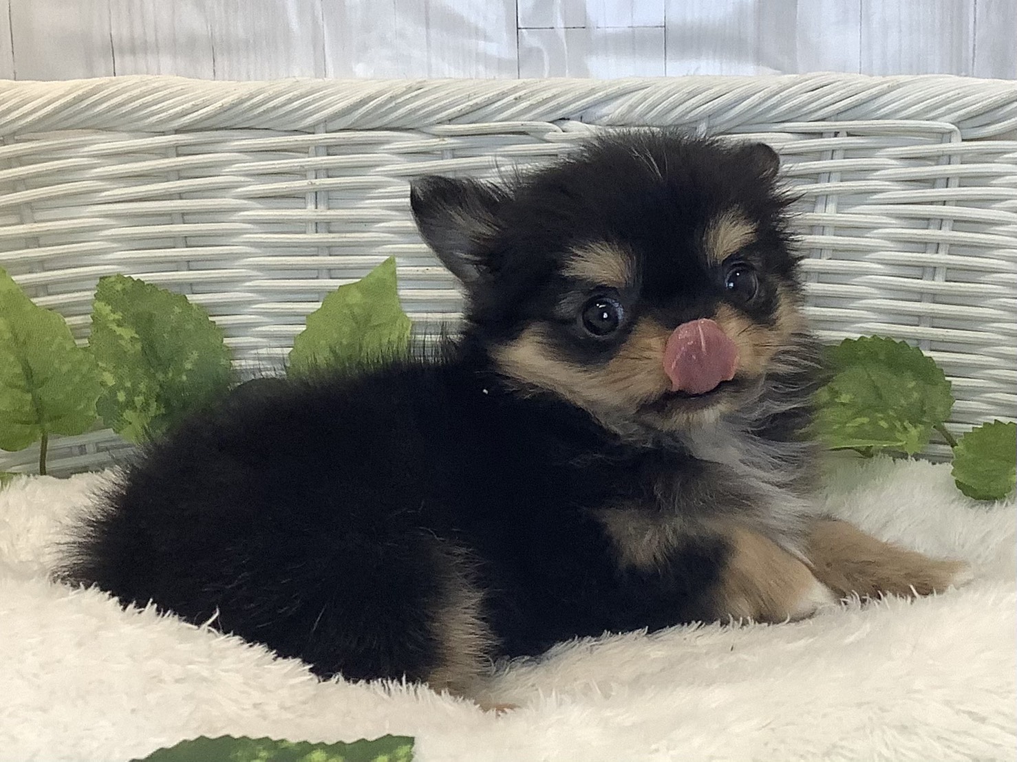奈良県のチワワ(ロング) (マルエスペット 富雄店/2025年11月16日生まれ/女の子/ブラックタンホワイト)の子犬の2枚目の画像
