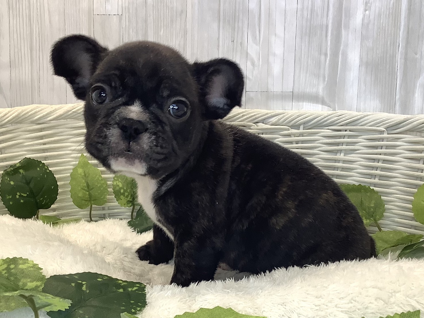 愛知県のフレンチブルドッグ (ペッツワン稲沢ハーモニーランド店/2025年11月22日生まれ/男の子/ブリンドル)の子犬の3枚目の画像