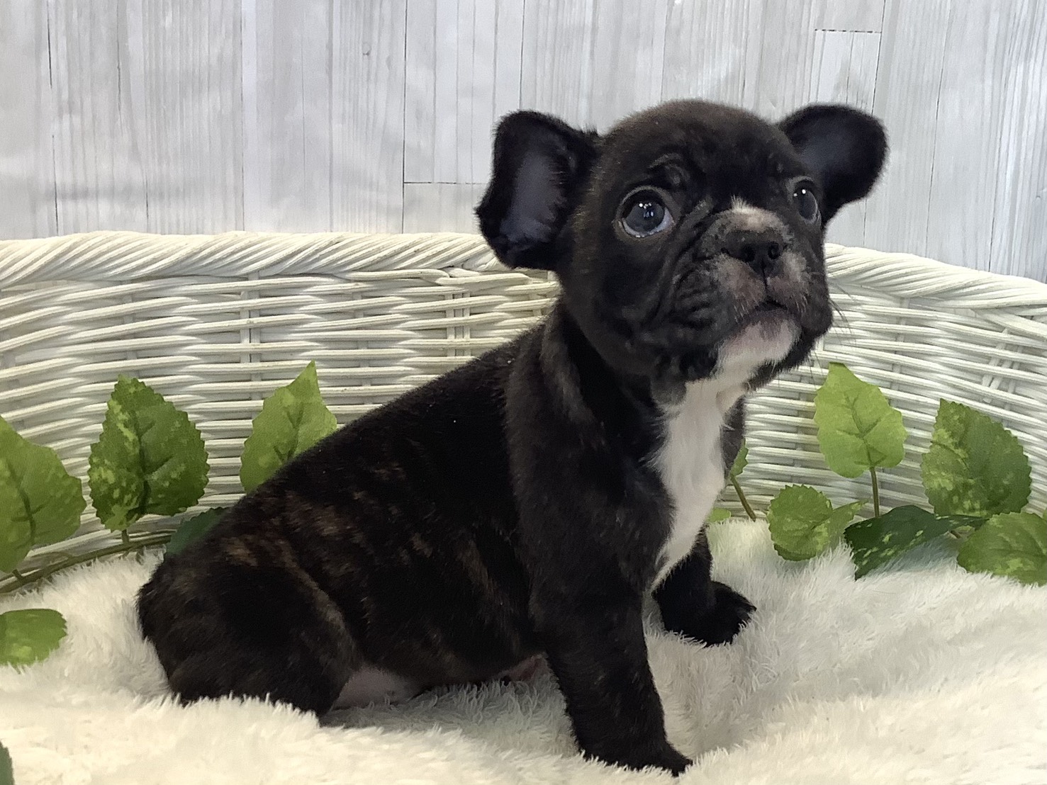 愛知県のフレンチブルドッグ (ペッツワン稲沢ハーモニーランド店/2025年11月22日生まれ/男の子/ブリンドル)の子犬の2枚目の画像