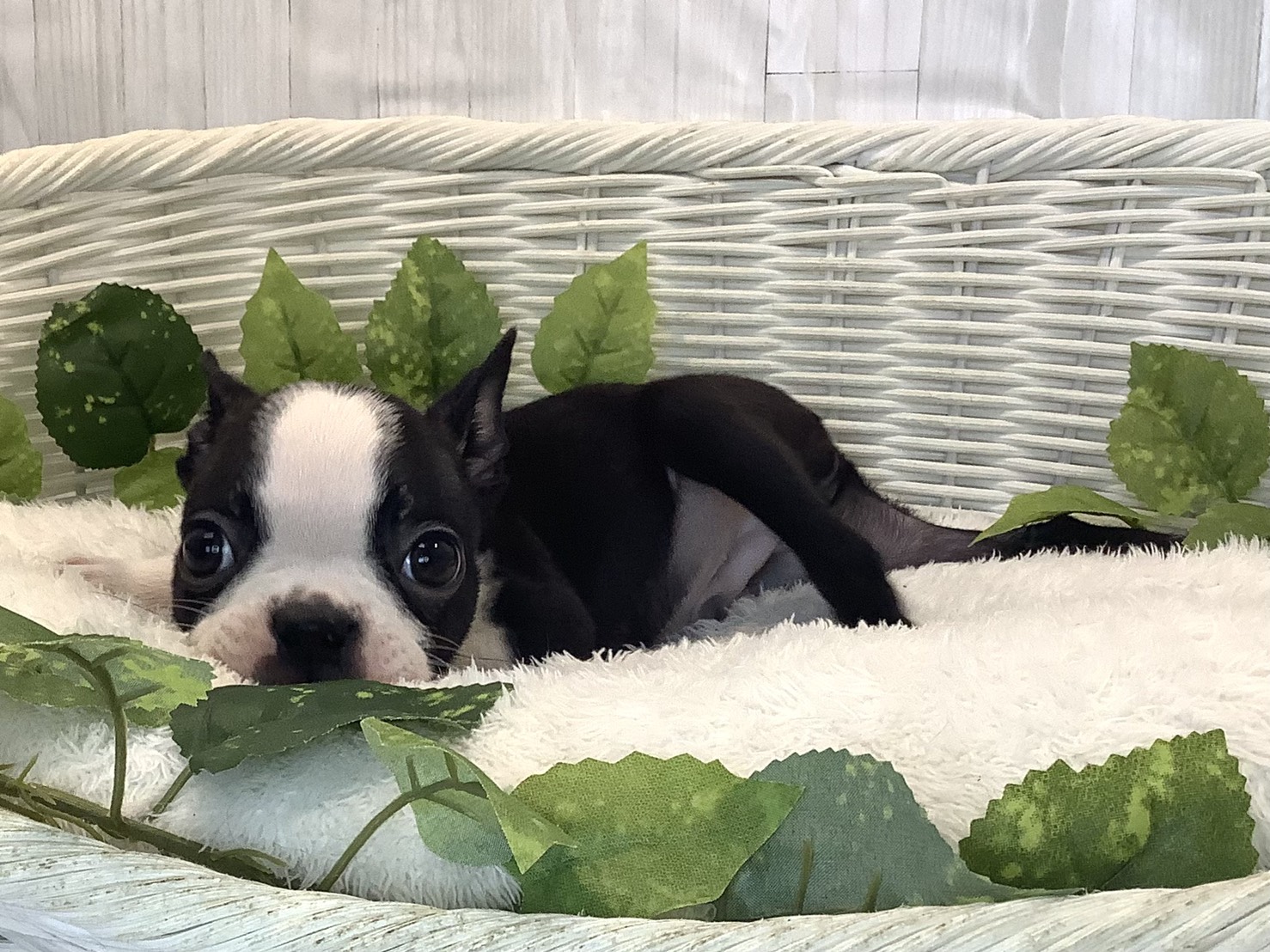 神奈川県のボストンテリア (マルエスペット相模大野店/2025年11月19日生まれ/男の子/ボストンカラー)の子犬の3枚目の画像