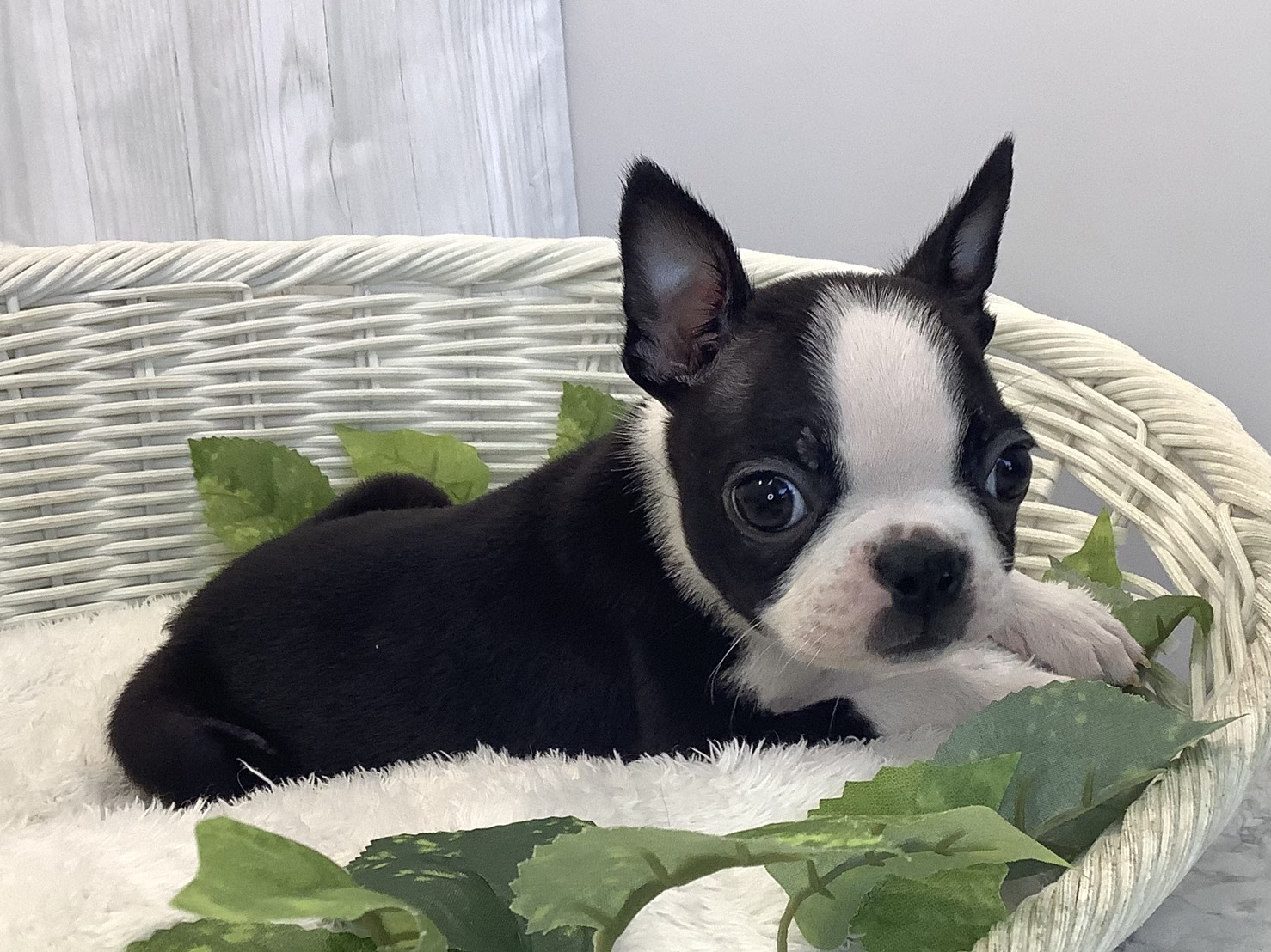 神奈川県のボストンテリア (マルエスペット相模大野店/2025年11月19日生まれ/男の子/ボストンカラー)の子犬の2枚目の画像