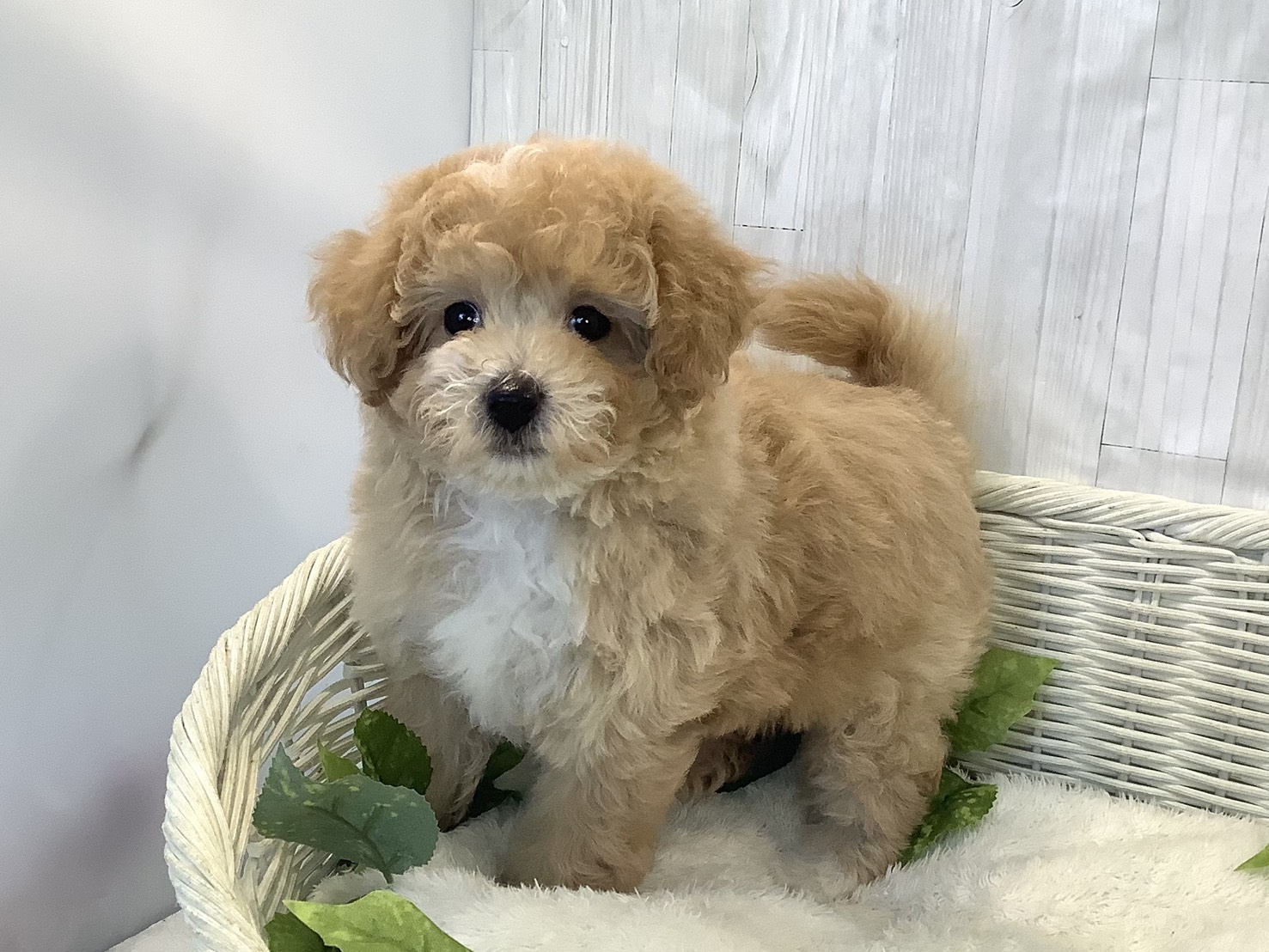 広島県のビションプー(ビションフリーゼ×プードル) (マルエスペット広島段原ショッピングセンター店/2025年11月24日生まれ/女の子/アプリコット)の子犬の3枚目の画像