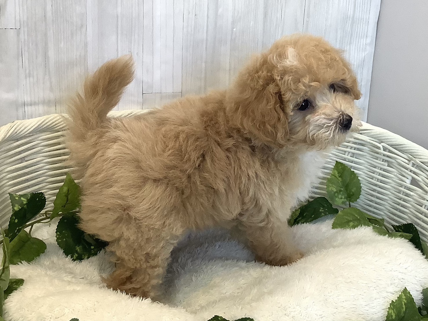 広島県のビションプー(ビションフリーゼ×プードル) (マルエスペット広島段原ショッピングセンター店/2025年11月24日生まれ/女の子/アプリコット)の子犬の2枚目の画像