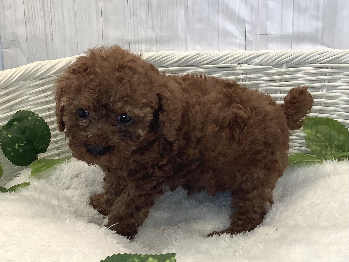 奈良県のトイプードル(トイ) (マルエスペット はんな店/2025年11月24日生まれ/女の子/レッド)の子犬の3枚目の画像