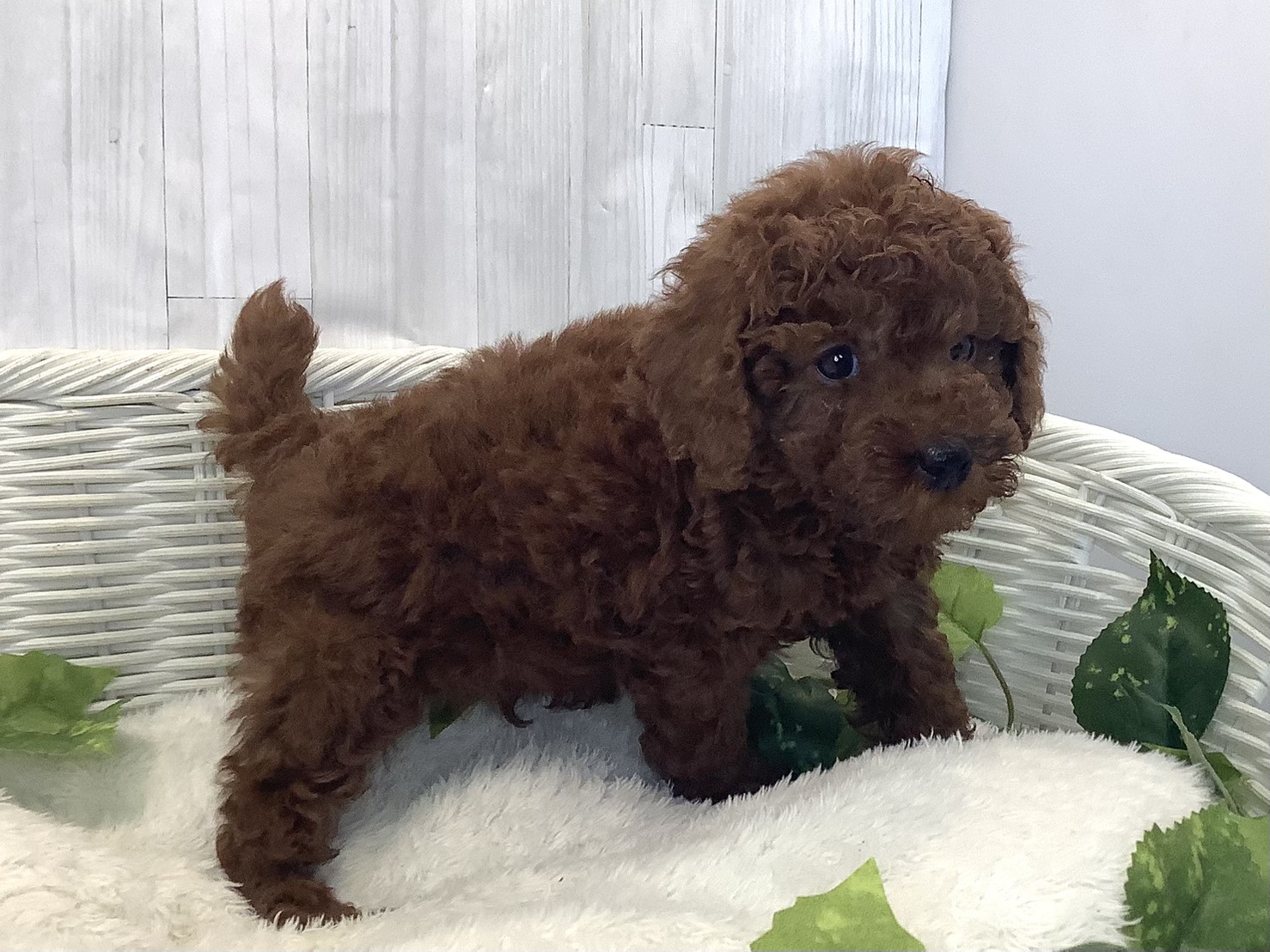 奈良県のトイプードル(トイ) (マルエスペット 奈良店/2025年11月24日生まれ/男の子/レッド)の子犬の2枚目の画像