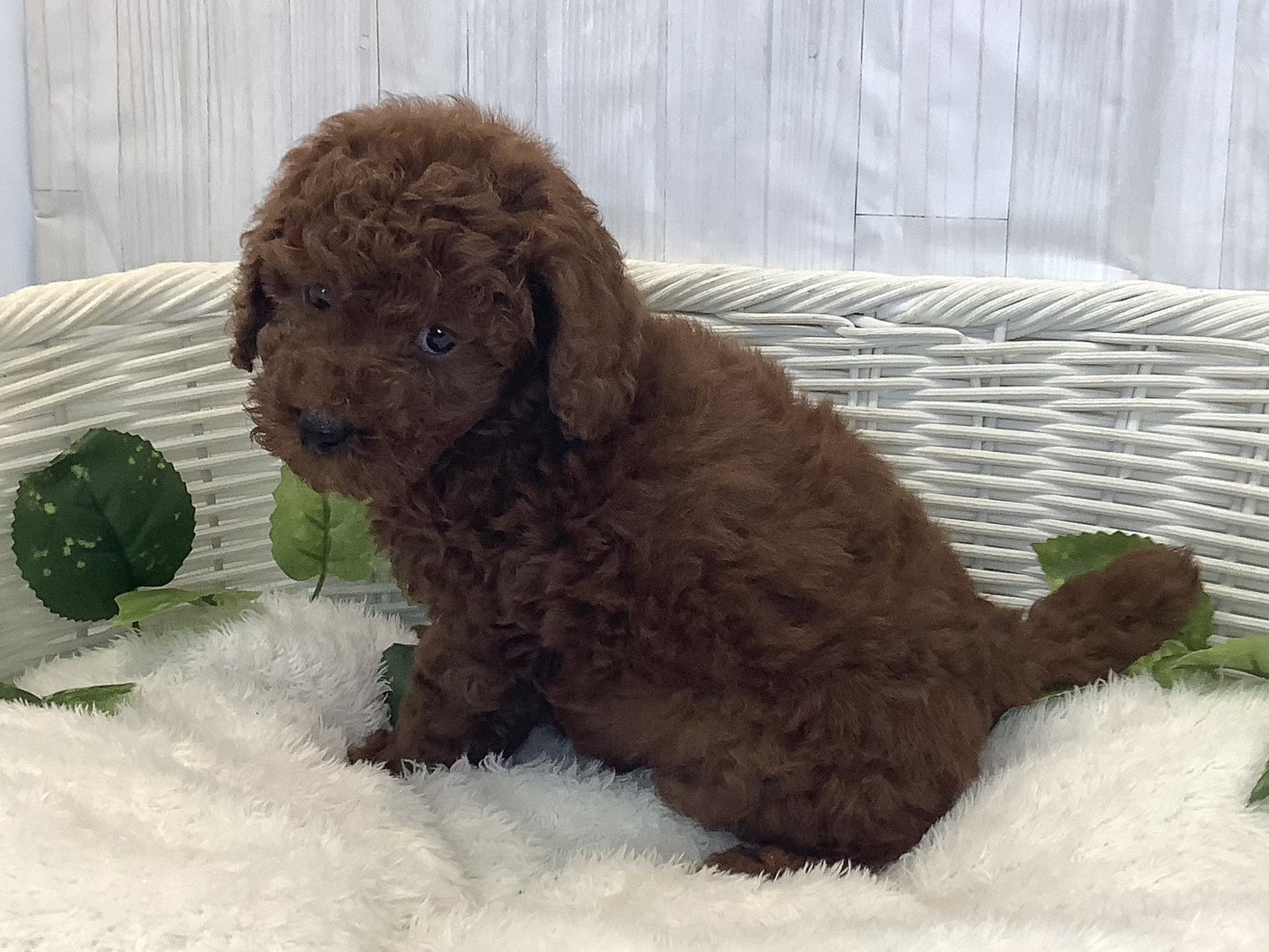 奈良県のトイプードル(トイ) (マルエスペット 奈良店/2025年11月24日生まれ/男の子/レッド)の子犬の3枚目の画像