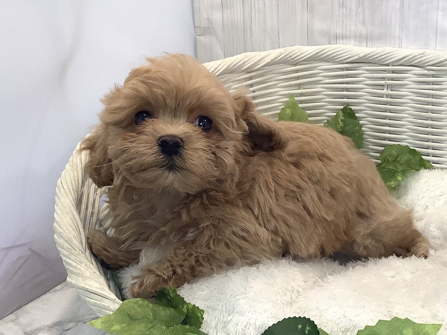神奈川県のマルプー(マルチーズ×プードル) (マルエスペット相模大野店/2025年11月21日生まれ/男の子/アプリコット)の子犬の3枚目の画像