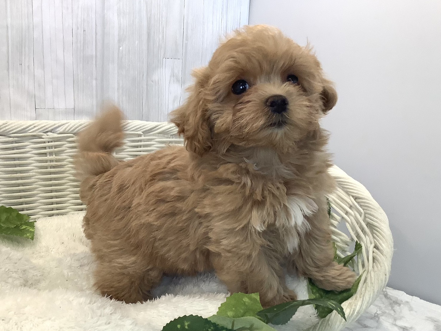 神奈川県のマルプー(マルチーズ×プードル) (マルエスペット相模大野店/2025年11月21日生まれ/男の子/アプリコット)の子犬の2枚目の画像