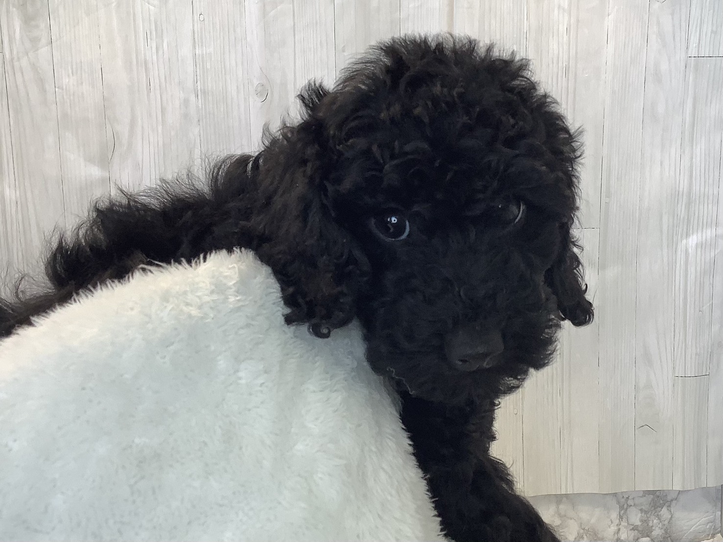 神奈川県のトイプードル(トイ) (マルエスペット湯河原店/2025年11月15日生まれ/女の子/ブラック)の子犬の2枚目の画像