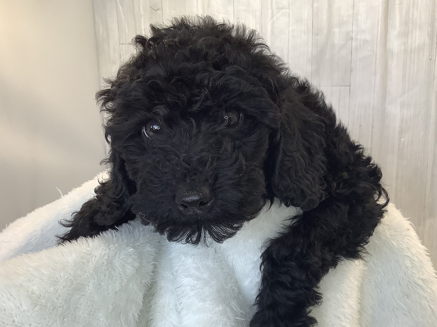 神奈川県のトイプードル(トイ) (マルエスペット湯河原店/2025年11月15日生まれ/女の子/ブラック)の子犬の3枚目の画像