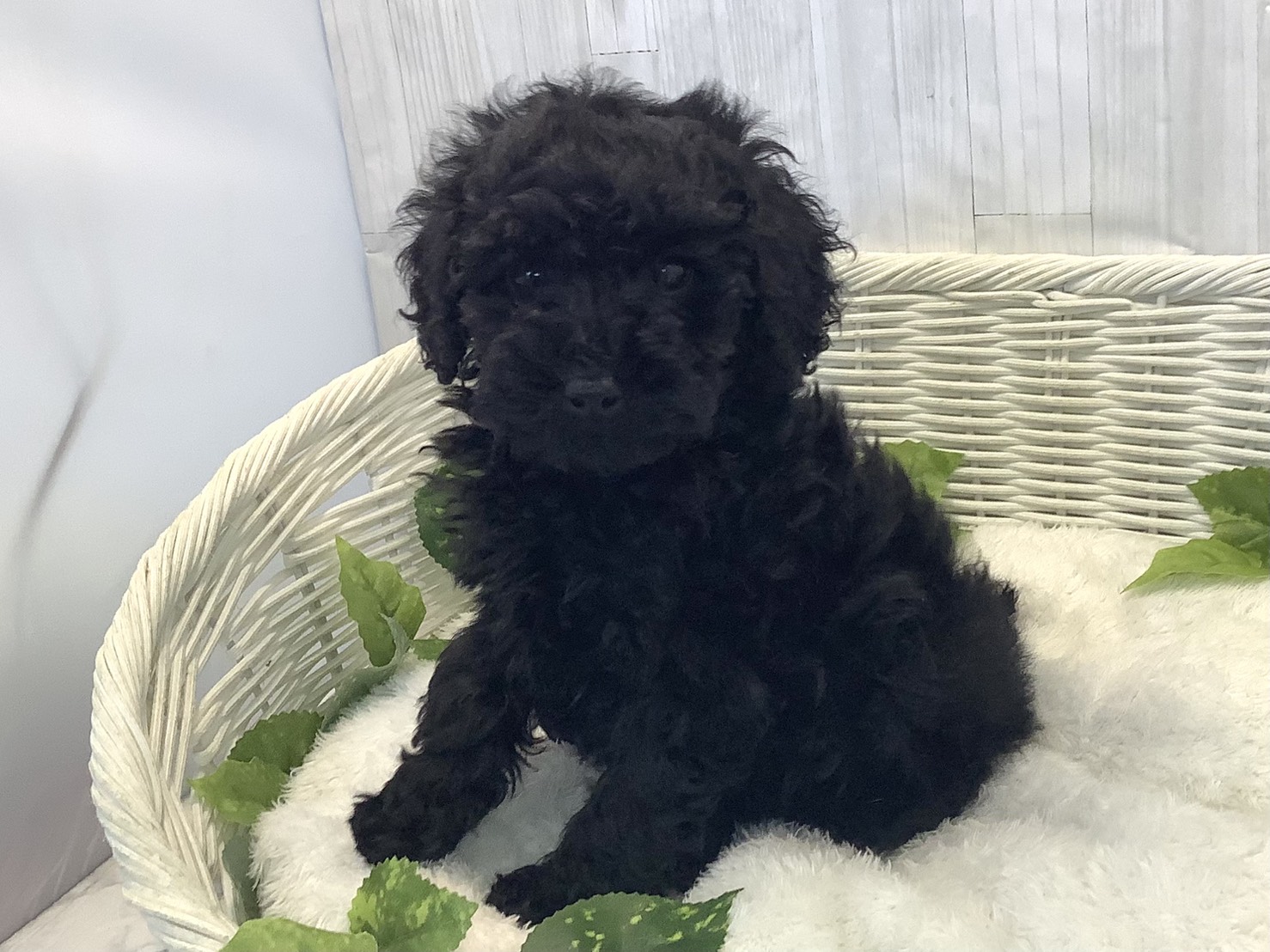 奈良県のトイプードル(トイ) (マルエスペット いかるが店/2025年11月15日生まれ/男の子/ブラック)の子犬の3枚目の画像