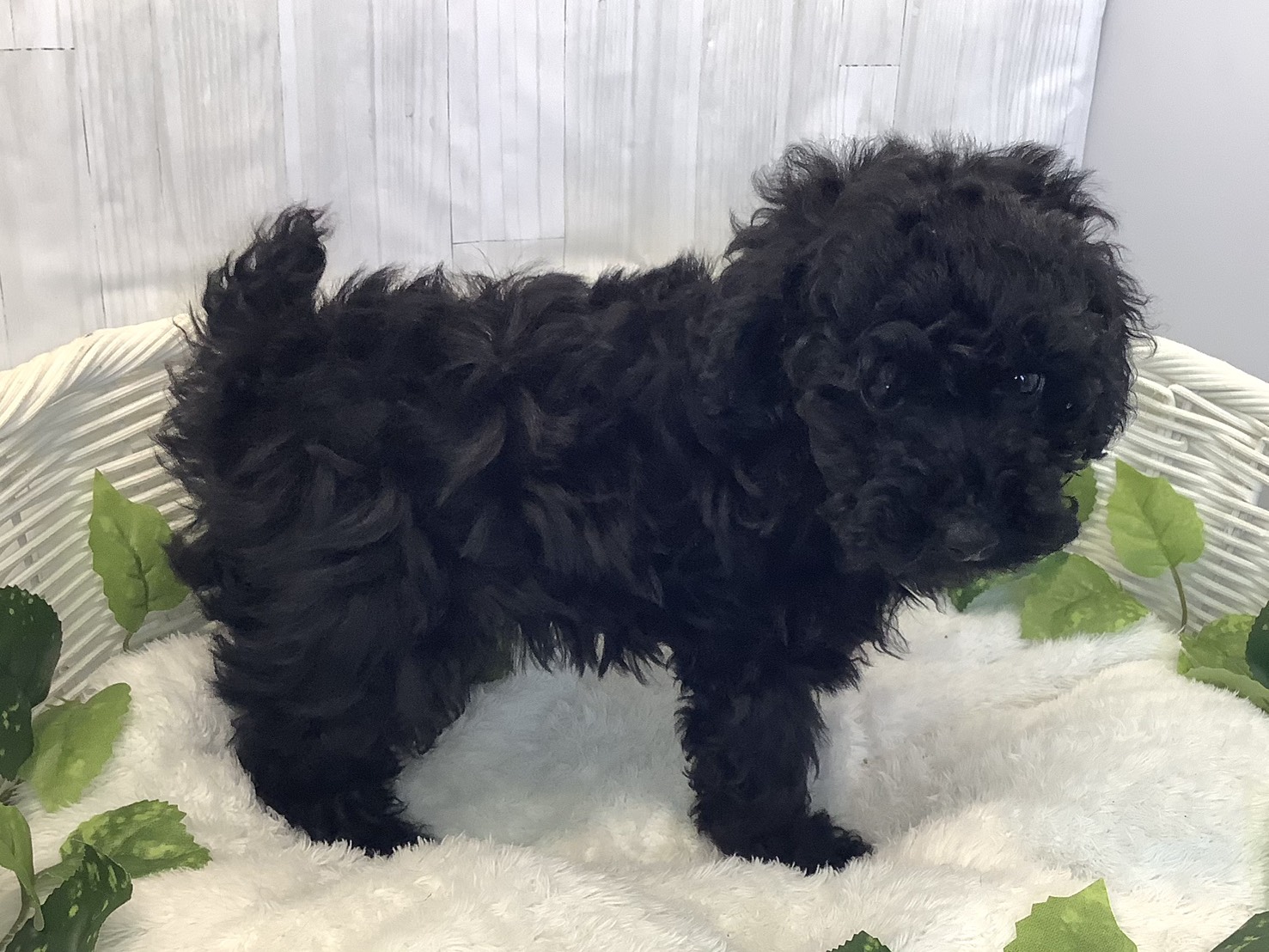 奈良県のトイプードル(トイ) (マルエスペット いかるが店/2025年11月15日生まれ/男の子/ブラック)の子犬の2枚目の画像