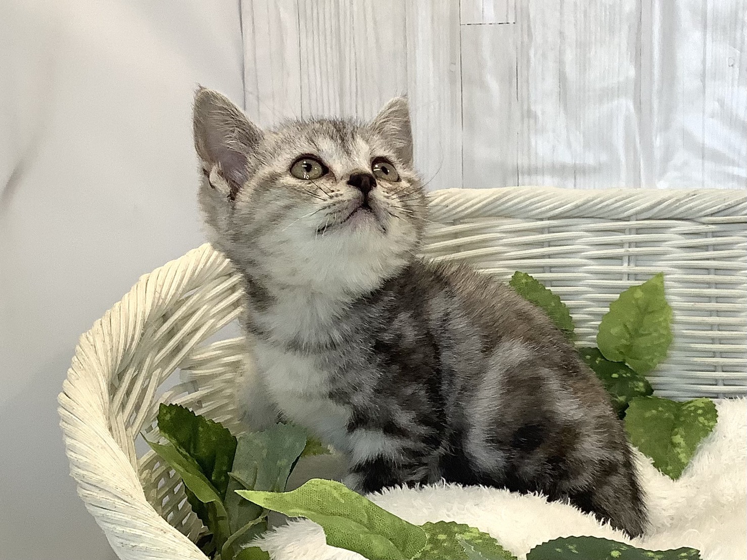 静岡県のアメリカンショートヘアー (マルエスペット富士店/2025年11月18日生まれ/女の子/シルバーパッチドタビー)の子猫の3枚目の画像