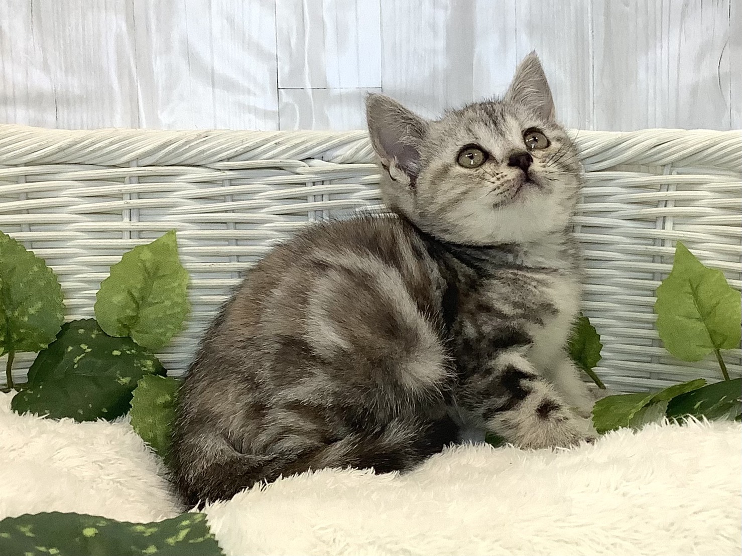 静岡県のアメリカンショートヘアー (マルエスペット富士店/2025年11月18日生まれ/女の子/シルバーパッチドタビー)の子猫の2枚目の画像
