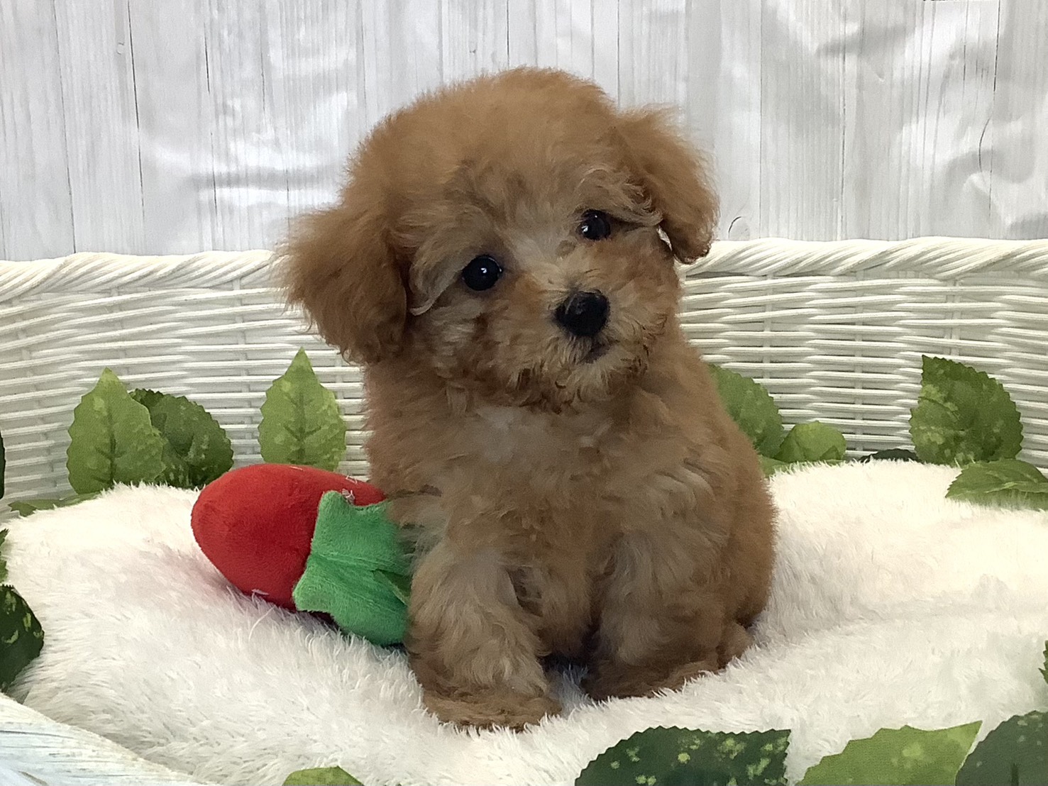 奈良県のトイプードル(トイ) (マルエスペット ヒルステップ生駒店/2025年11月30日生まれ/男の子/アプリコット)の子犬の1枚目の画像