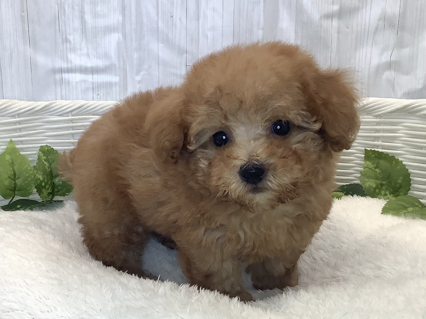 奈良県のトイプードル(トイ) (マルエスペット ヒルステップ生駒店/2025年11月30日生まれ/男の子/アプリコット)の子犬の2枚目の画像