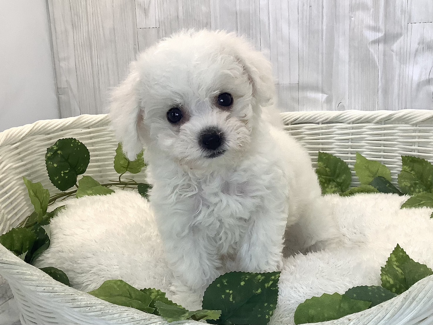 奈良県のビションフリーゼ (マルエスペット 奈良店/2025年11月29日生まれ/女の子/ホワイト)の子犬の1枚目の画像