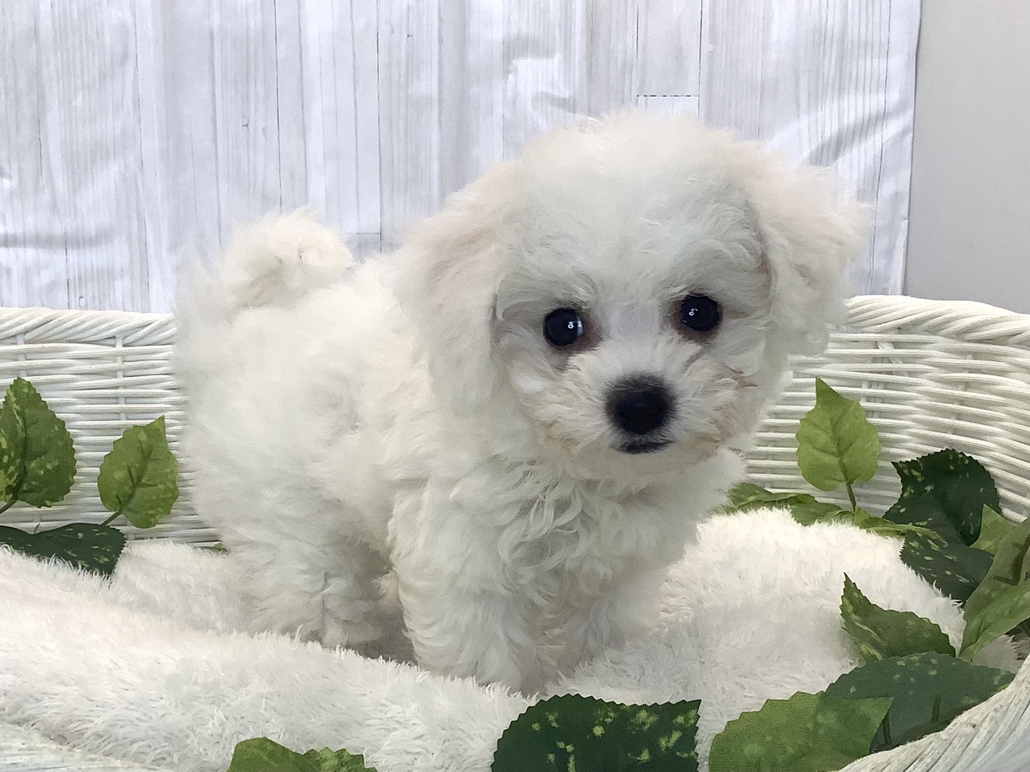 奈良県のビションフリーゼ (マルエスペット 奈良店/2025年11月29日生まれ/女の子/ホワイト)の子犬の2枚目の画像