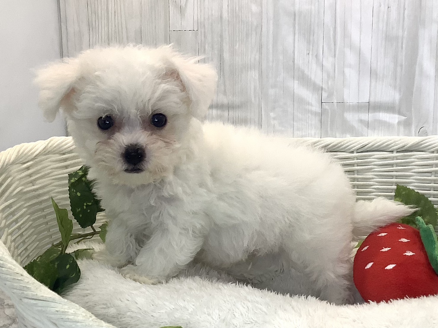 静岡県のビションフリーゼ (マルエスペット清水駒越店/2025年11月29日生まれ/男の子/ホワイト)の子犬の3枚目の画像