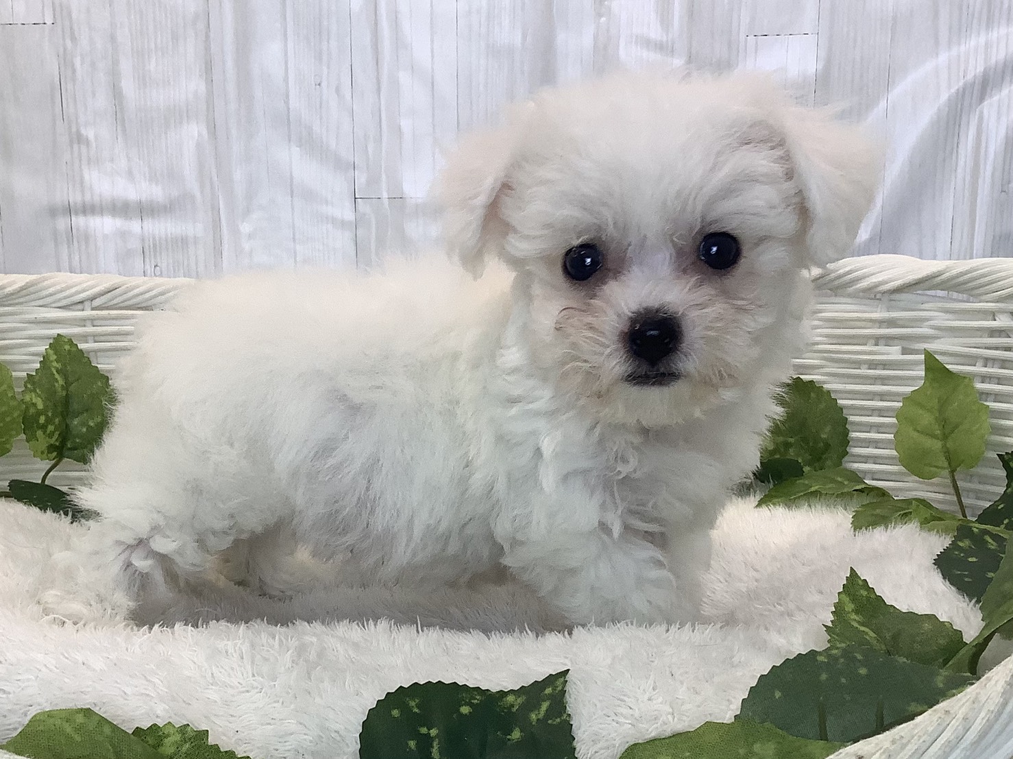 静岡県のビションフリーゼ (マルエスペット清水駒越店/2025年11月29日生まれ/男の子/ホワイト)の子犬の2枚目の画像