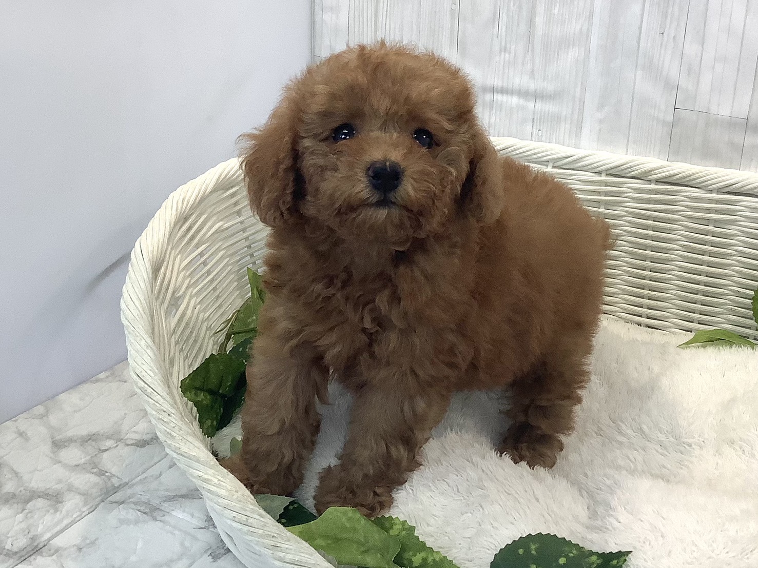 静岡県のトイプードル(トイ) (マルエスペット島田店/2025年11月29日生まれ/女の子/レッド)の子犬の3枚目の画像