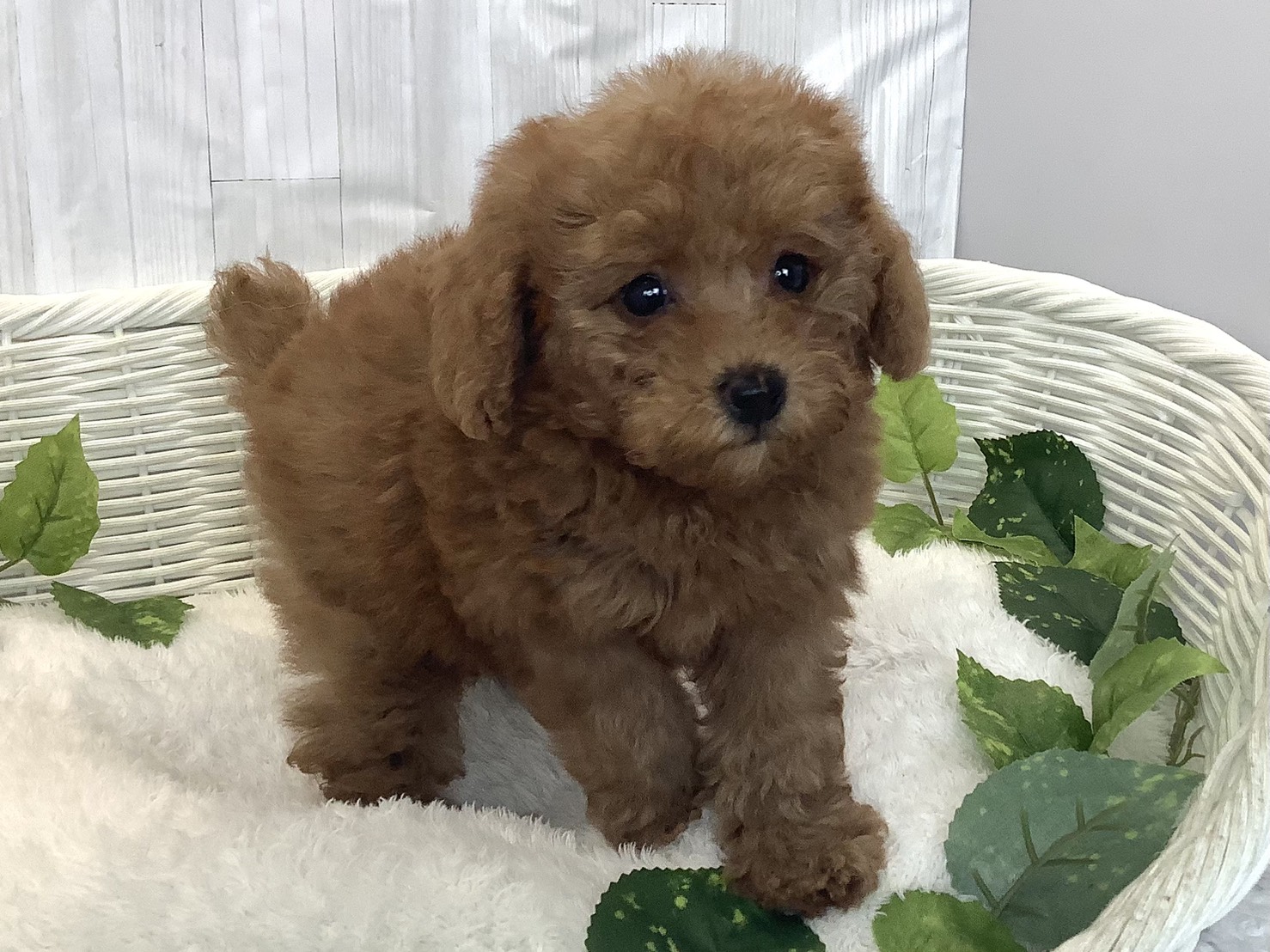 静岡県のトイプードル(トイ) (マルエスペット島田店/2025年11月29日生まれ/女の子/レッド)の子犬の2枚目の画像