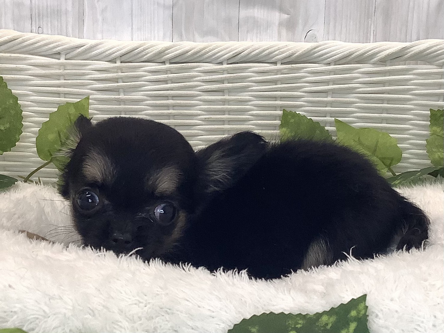 奈良県のチワワ(ロング) (マルエスペット 押熊店/2025年11月29日生まれ/男の子/ブラックタン)の子犬の3枚目の画像