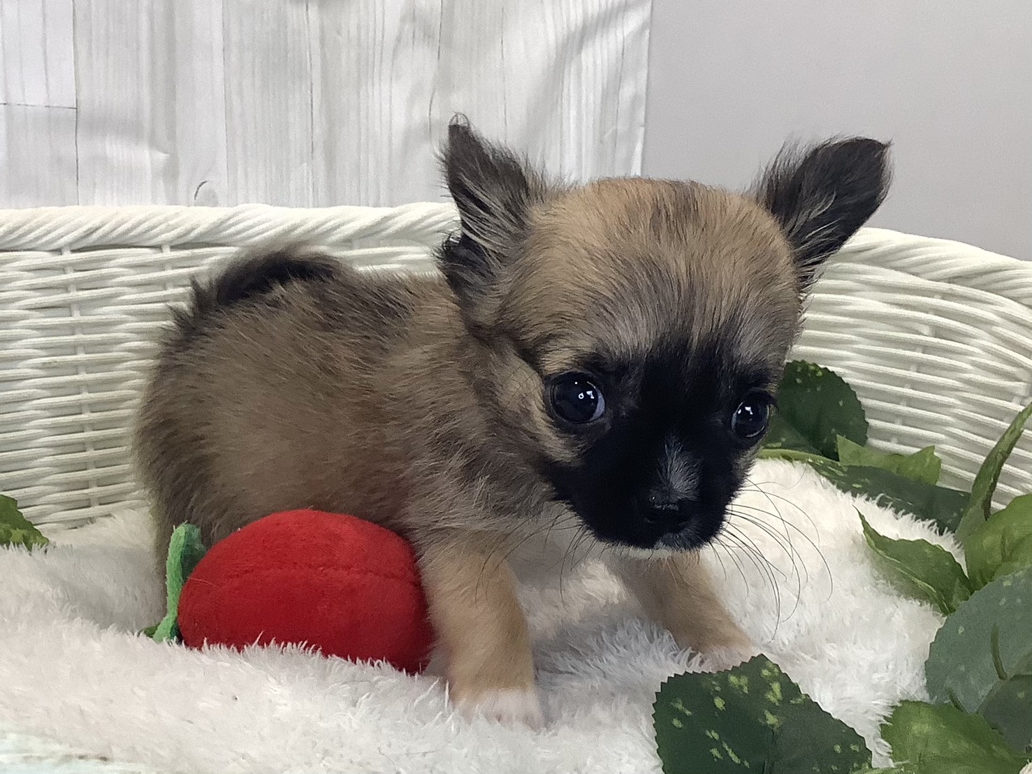 奈良県のチワワ(ロング) (マルエスペット いかるが店/2025年11月29日生まれ/男の子/フォーン)の子犬の2枚目の画像