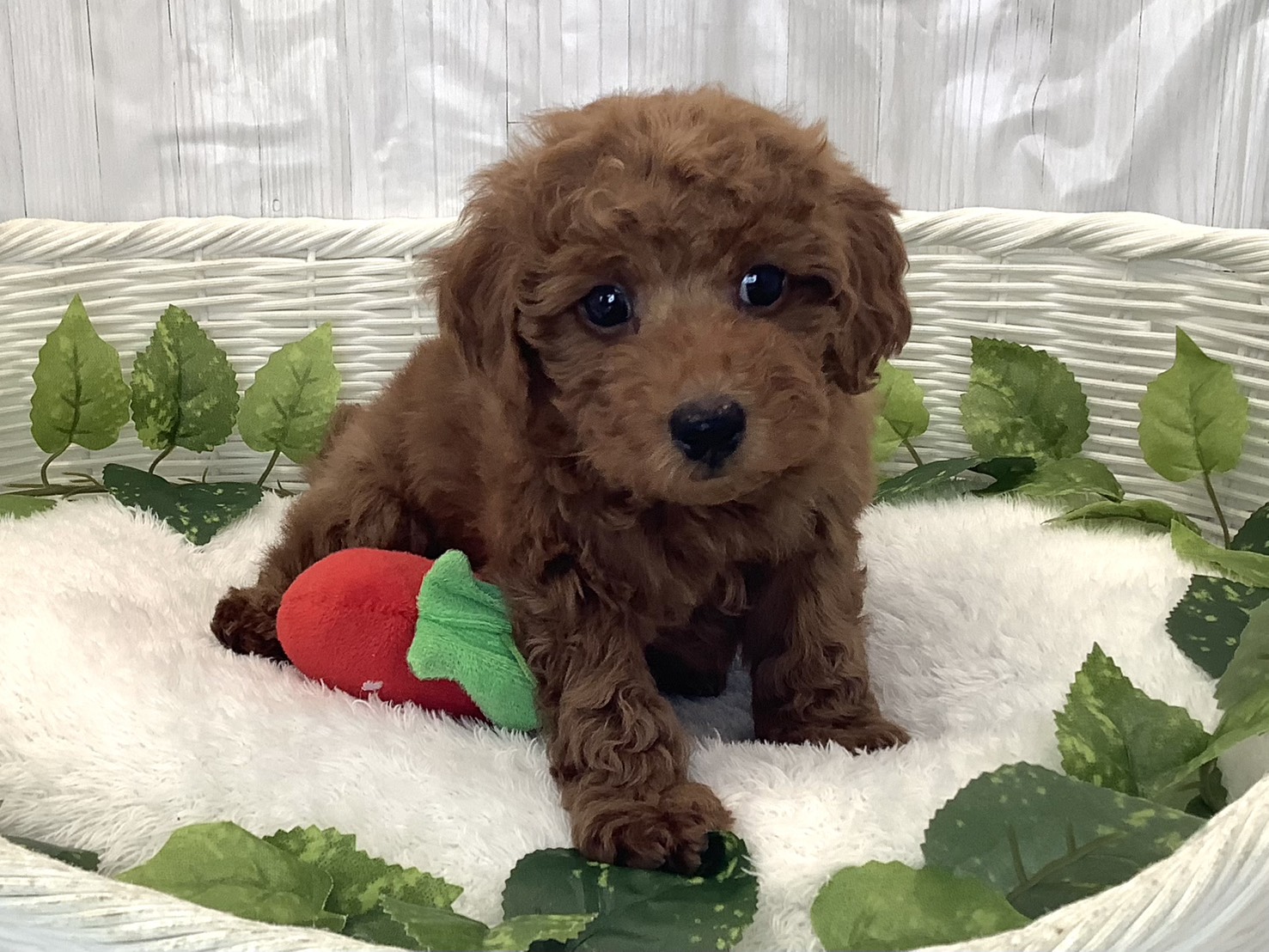 静岡県のトイプードル(トイ) (マルエスペットホームアシスト店/2025年11月30日生まれ/男の子/レッドフォーン)の子犬の1枚目の画像