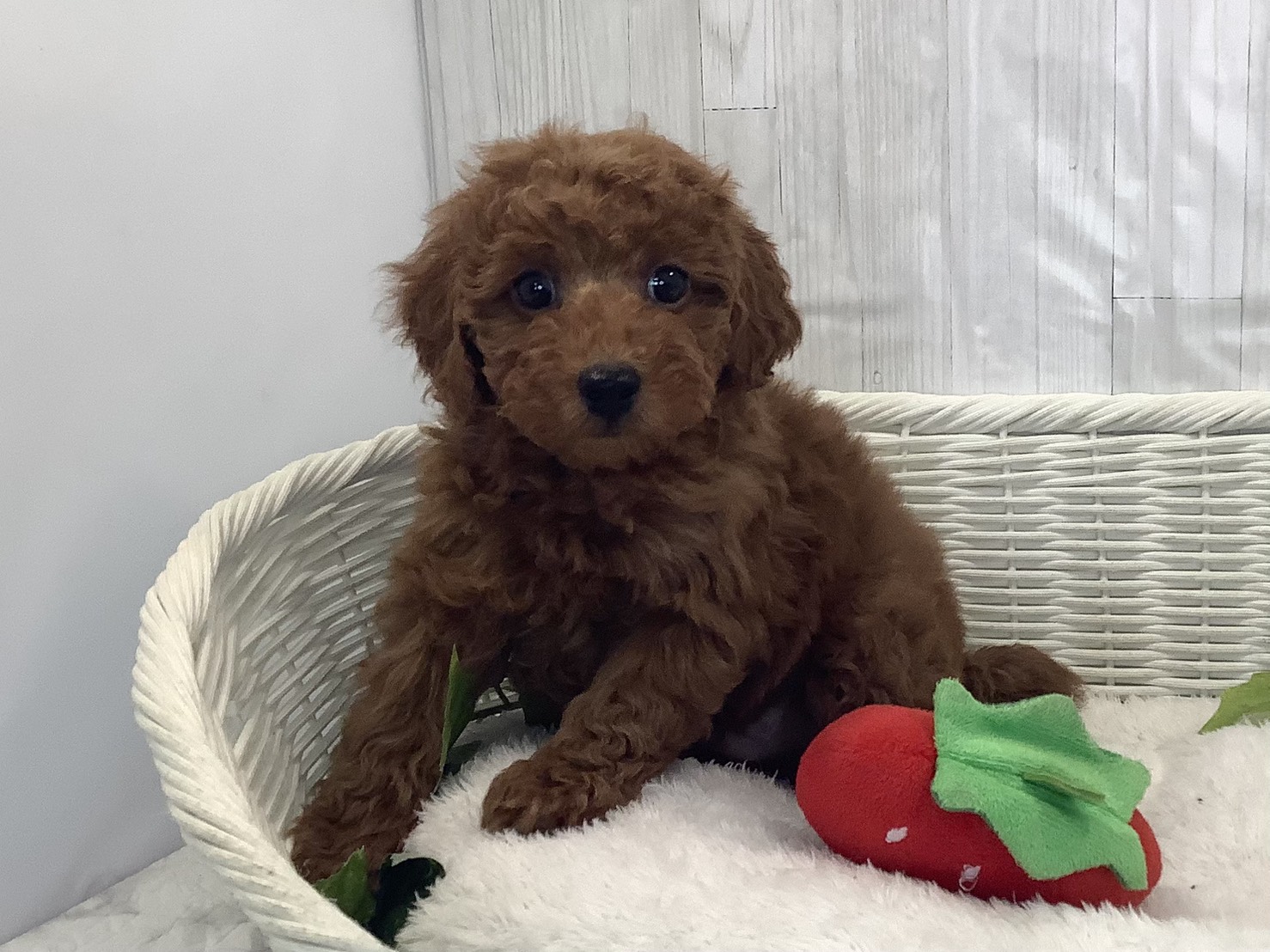 静岡県のトイプードル(トイ) (マルエスペットホームアシスト店/2025年11月30日生まれ/男の子/レッドフォーン)の子犬の3枚目の画像