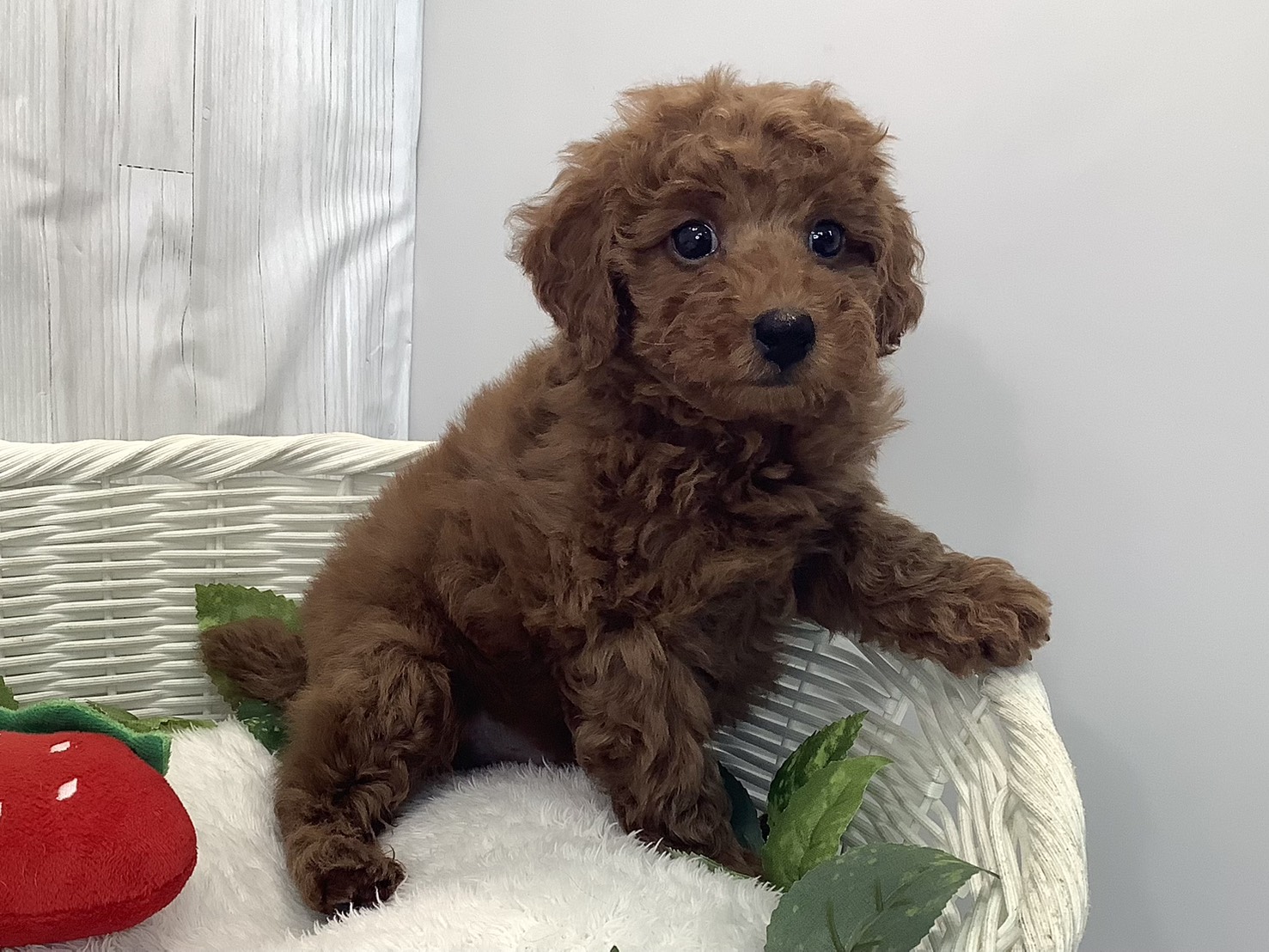 静岡県のトイプードル(トイ) (マルエスペットホームアシスト店/2025年11月30日生まれ/男の子/レッドフォーン)の子犬の2枚目の画像