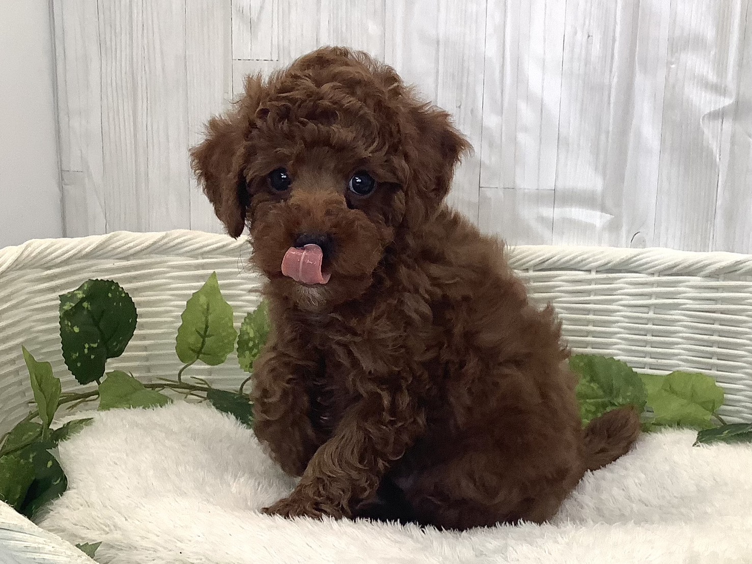 静岡県のトイプードル(トイ) (マルエスペット御殿場店/2025年11月30日生まれ/男の子/レッドフォーン)の子犬の3枚目の画像