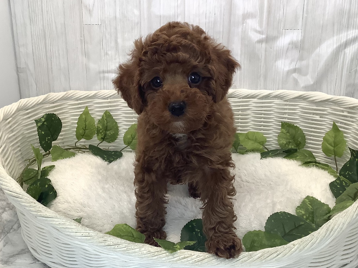 静岡県のトイプードル(トイ) (マルエスペット御殿場店/2025年11月30日生まれ/男の子/レッドフォーン)の子犬の1枚目の画像